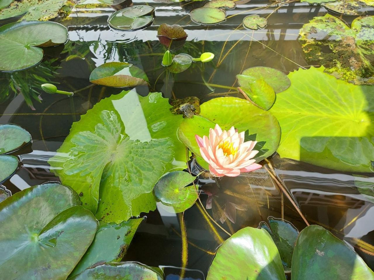 Sunrise Garden House Hotel Luang Prabang Buitenkant foto